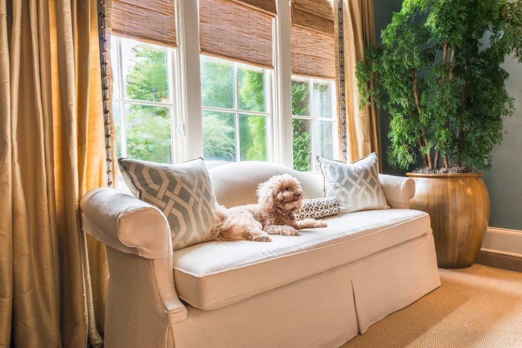 Golden Doodle Pup Nestled in his Paces home