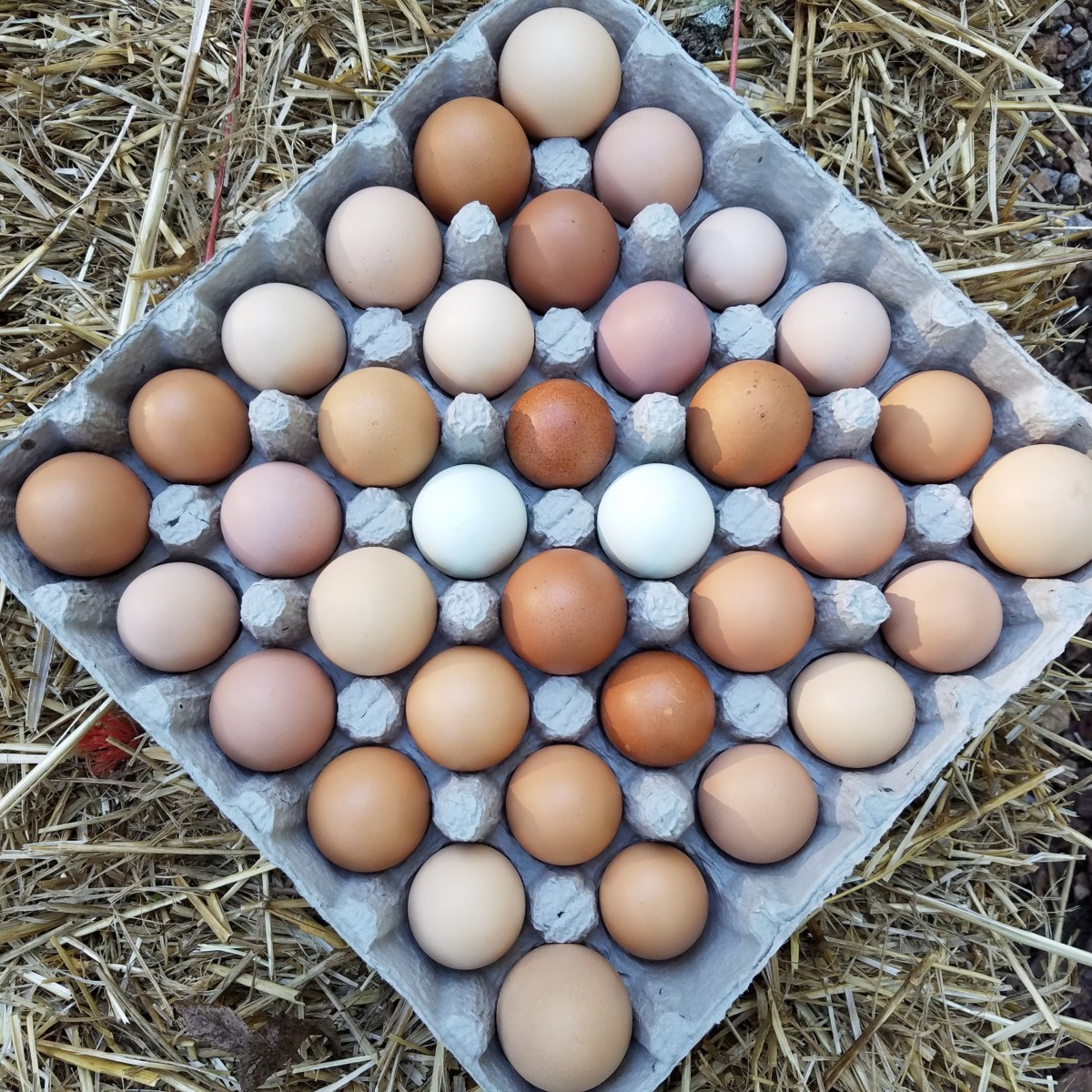 rental chickens by city chick - Buckhead0